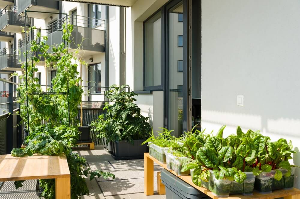 balkon pełen roślin